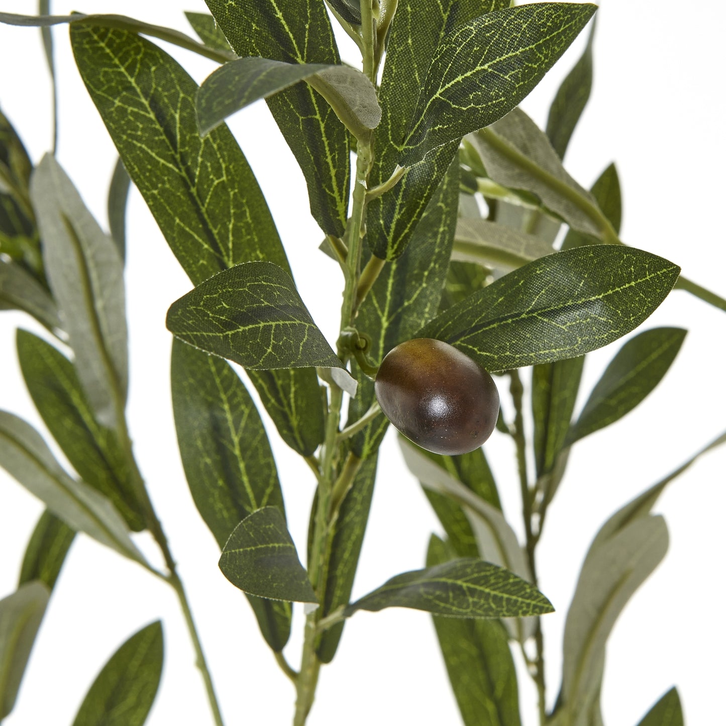 Apulia Olive Tree 180cm