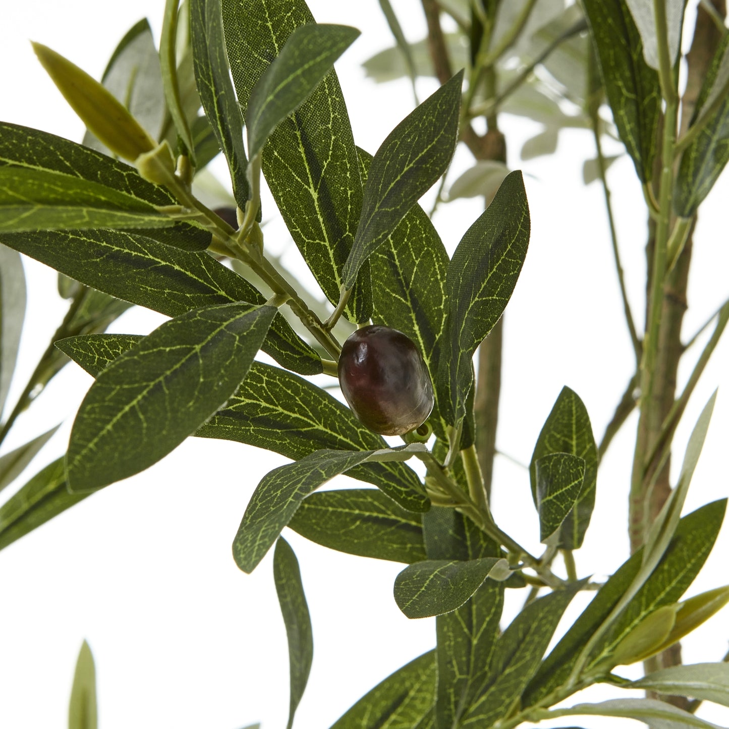 Apulia Olive Tree 200Cm